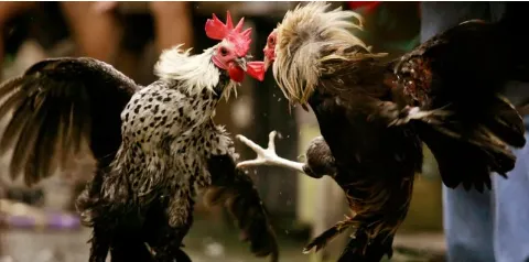 Outstanding features of the Central Region Cockfighting tournament