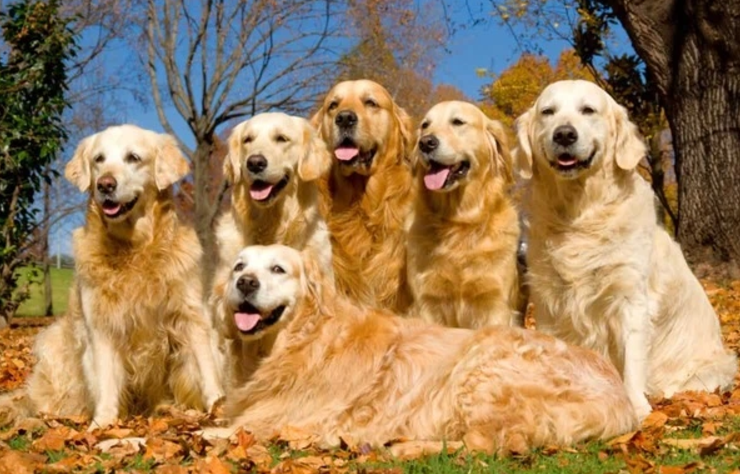 the-different-colors-of-golden-retrievers-what-makes-a-white-golden-retriever-unique