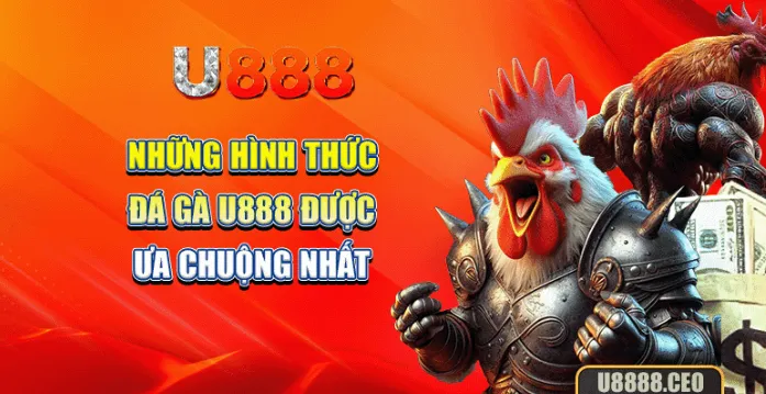 u888-cockfighting--gathering-the-top-fighting-cocks-on-the-market