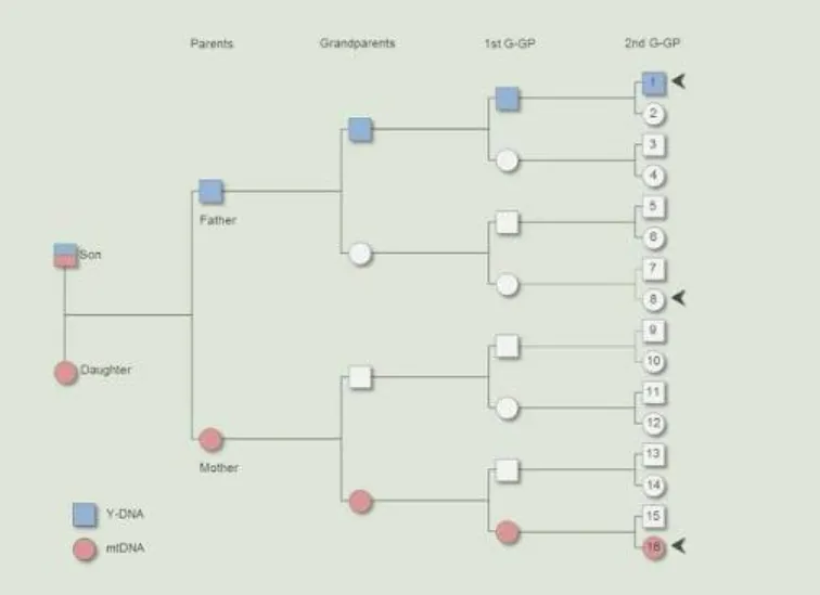 What If Your DNA Could Explain More Than Your Family History? What If Your DNA Could Explain More Than Your Family History